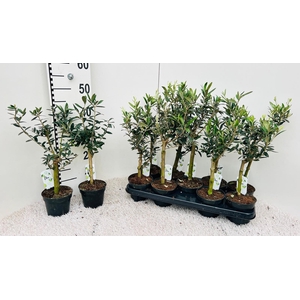 Olea Europaea on stem