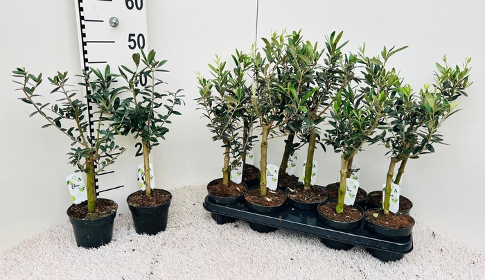 <h4>Olea Europaea on stem</h4>