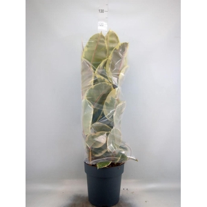 Ficus elastica 'Tineke'