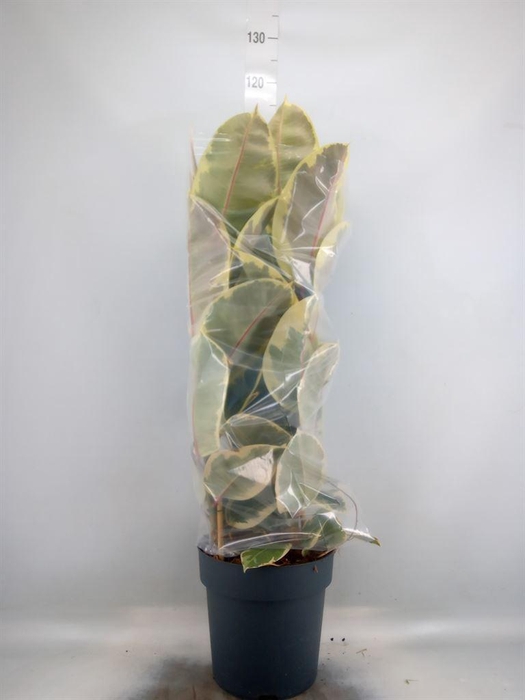<h4>Ficus elastica 'Tineke'</h4>