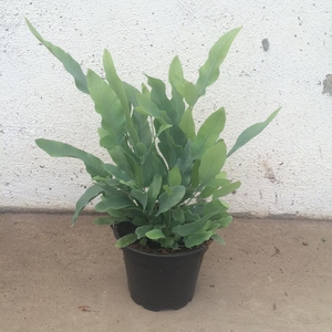 PHLEBODIUM AUREUM P12