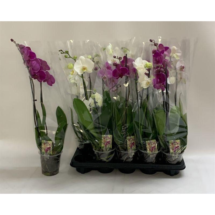 <h4>PHAL GEM</h4>