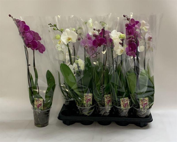 PHAL GEM