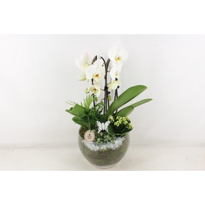 Arr2 Pl - Glas Henrik Phal. Wit