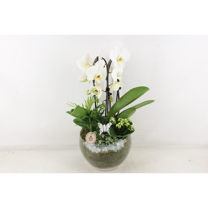 <h4>Arr2 Pl - Glas Henrik Phal. Wit</h4>