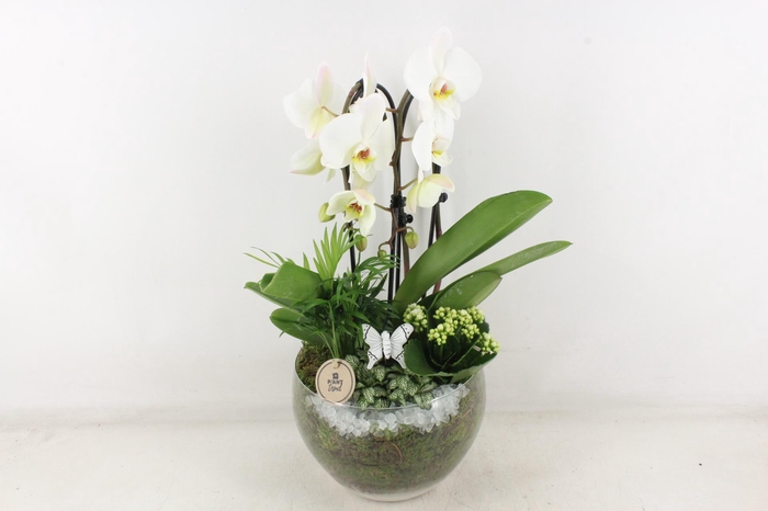 Arr2 Pl - Glas Henrik Phal. Wit