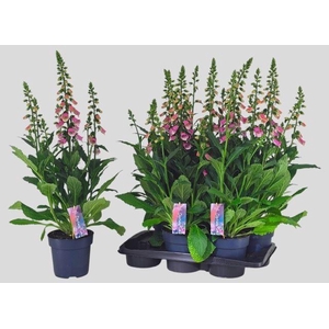Digitalis Pink Panther