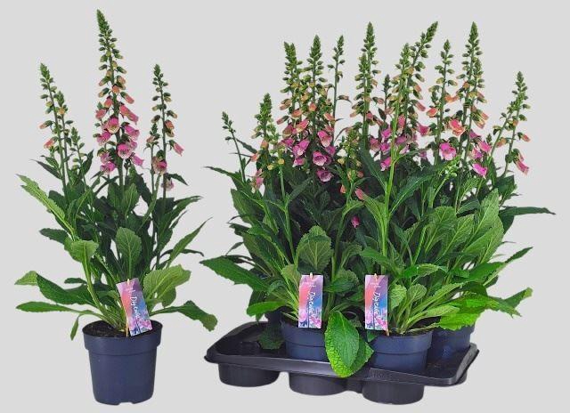 <h4>Digitalis Pink Panther</h4>