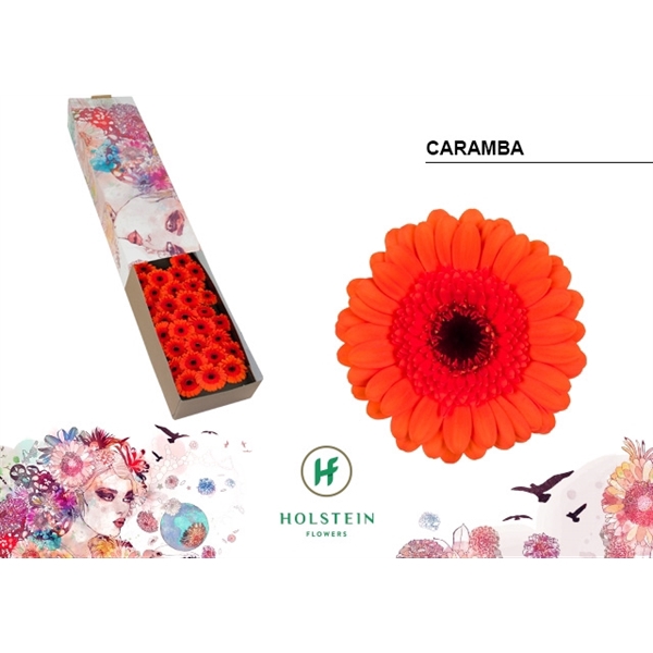 <h4>Ge Mi Caramba Box Holstein</h4>