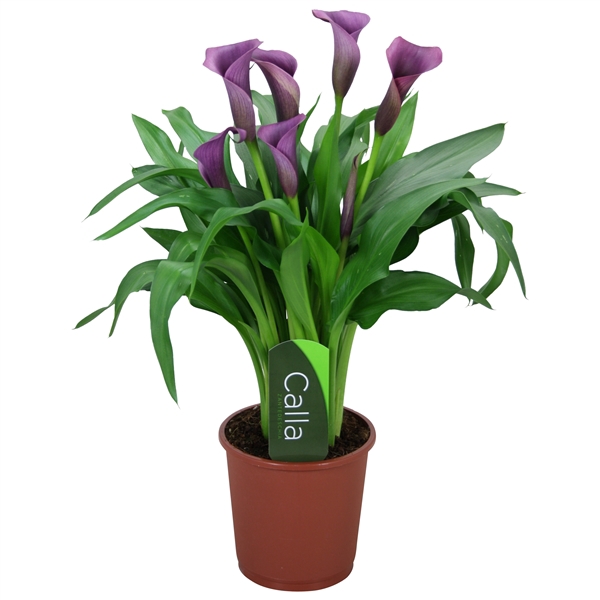 <h4>Zantedeschia Paco Calla paars met etiket</h4>