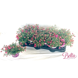 FUCHSIA B F  NIKITA