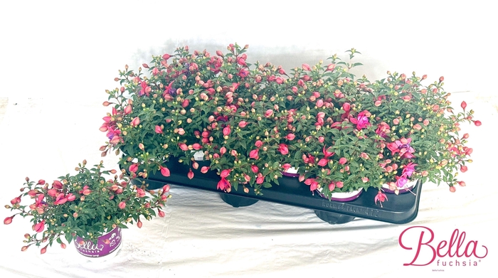 <h4>FUCHSIA B F  NIKITA</h4>