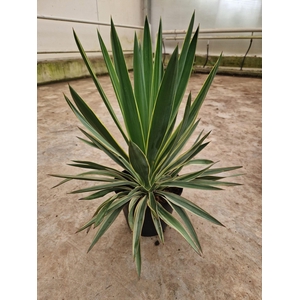YUCCA GLORIOSA