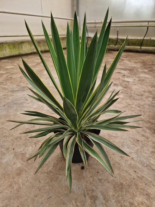 <h4>YUCCA GLORIOSA</h4>
