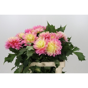 Dahlia Just Married