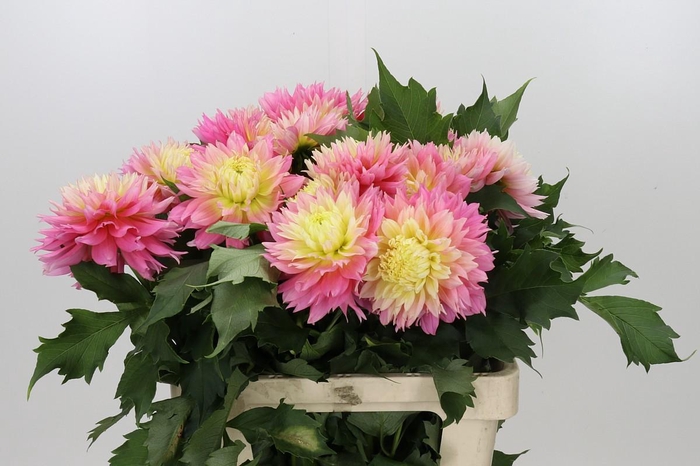 <h4>Dahlia Just Married</h4>