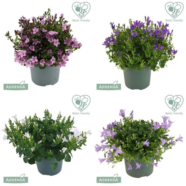 CAMPANULA ADDENDA MIX 3-4 KLEUREN M
