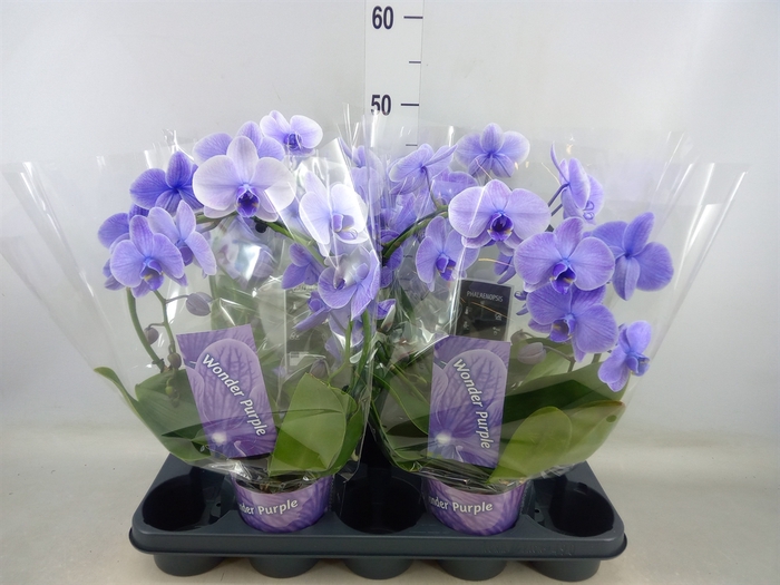 <h4>Phalaenopsis   ...</h4>