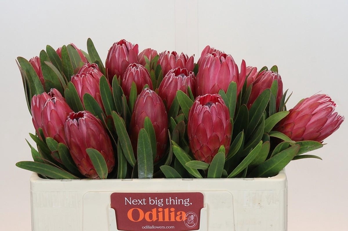 Protea Red Ice