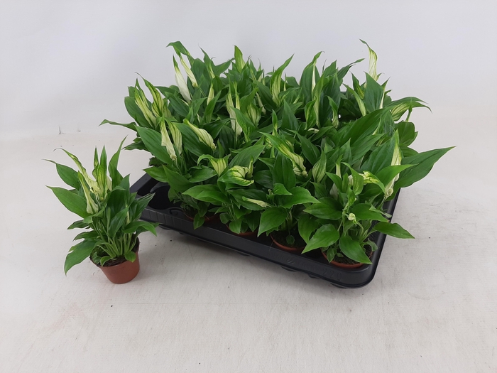 <h4>SPATH CHOPIN</h4>