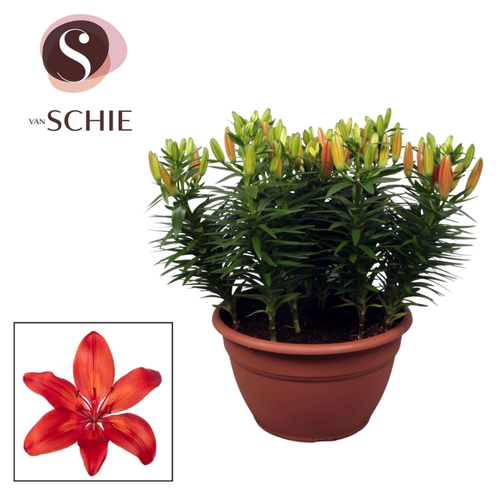 <h4>Az Matrix Red XL 15pp</h4>