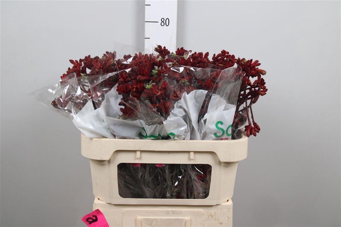 <h4>Anigoz Early Spring</h4>