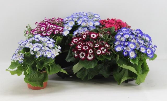 <h4>PERI C VENEZ GEM</h4>