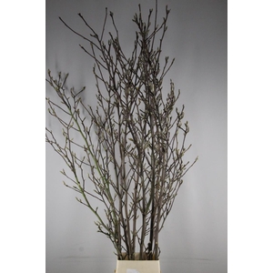 MAGNOLIA RECHT PER STEM 250CM