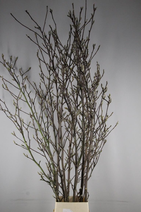 <h4>MAGNOLIA RECHT PER STEM 250CM</h4>