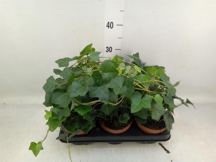 <h4>Hedera hibernica</h4>