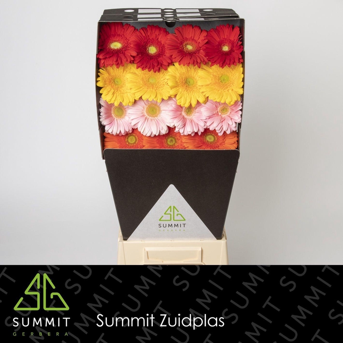 Gerbera Mix 4 kleuren Diamond