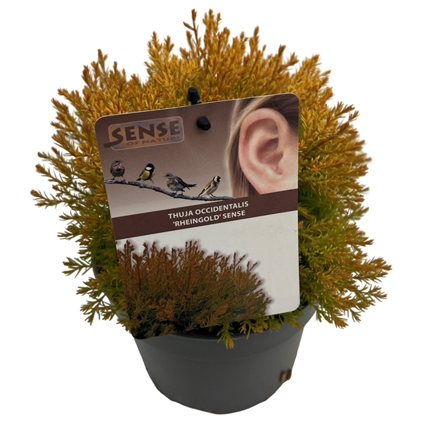 <h4>Thuja occ. 'Rheingold' sense</h4>