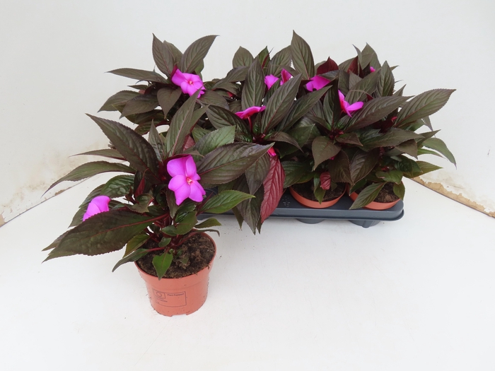 <h4>IMPAT NG MIXK 4 KL</h4>