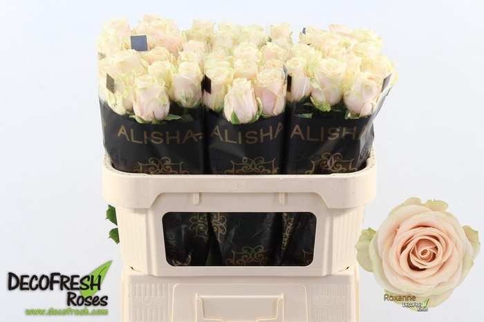 <h4>R Gr Roxanne+</h4>