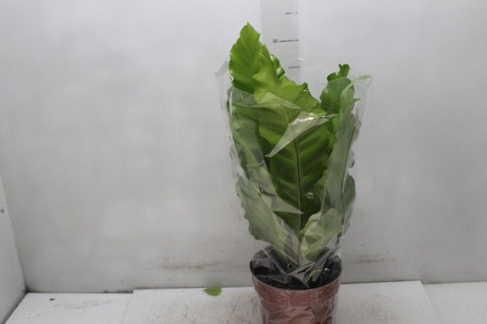 <h4>ASPLENIUM NIDUS P17</h4>