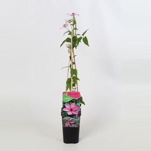 Clematis Hagley Hybrid