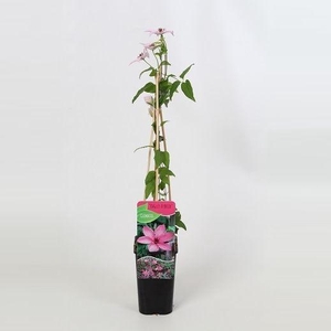 Clematis Hagley Hybrid