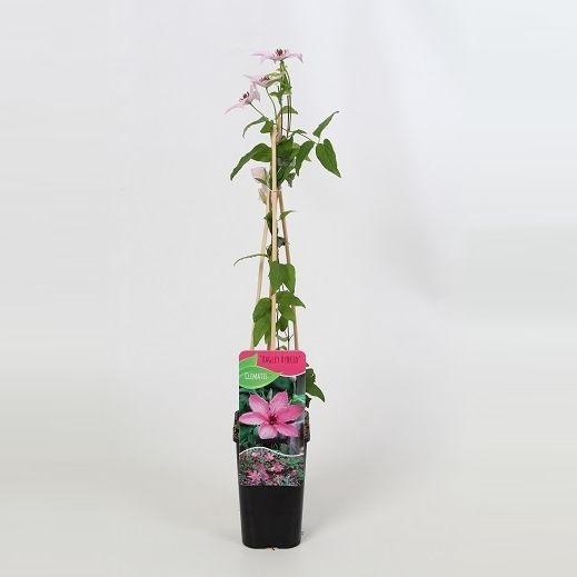 <h4>Clematis Hagley Hybrid</h4>