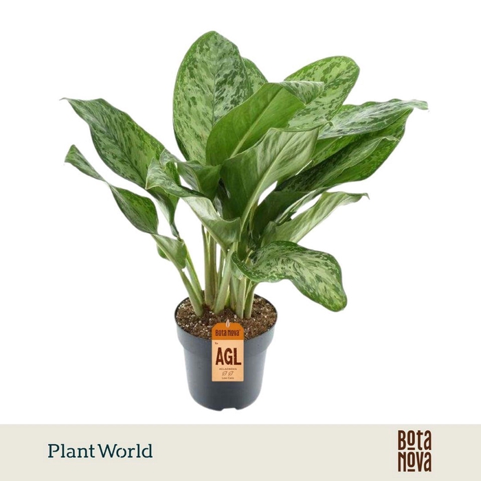 <h4>Aglaonema Greenlight</h4>