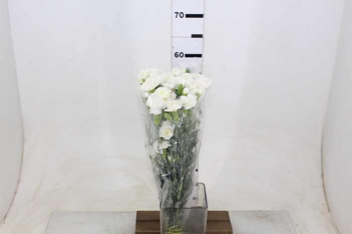 CRAVO SPRAY 060 CM BRANCO