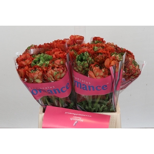 Ranunculus Romance Crown Bastille