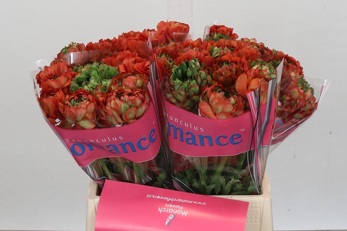 <h4>Ranunculus Romance Crown Bastille</h4>