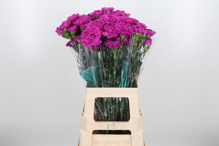 <h4>Di St Frenesi</h4>