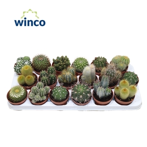 CACTUS GEM