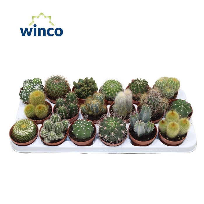 <h4>CACTUS GEM</h4>