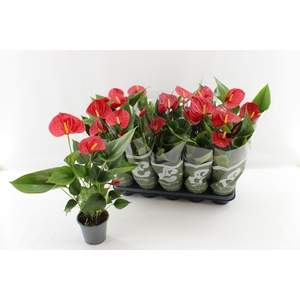 ANTHU AN SUCCESS RED