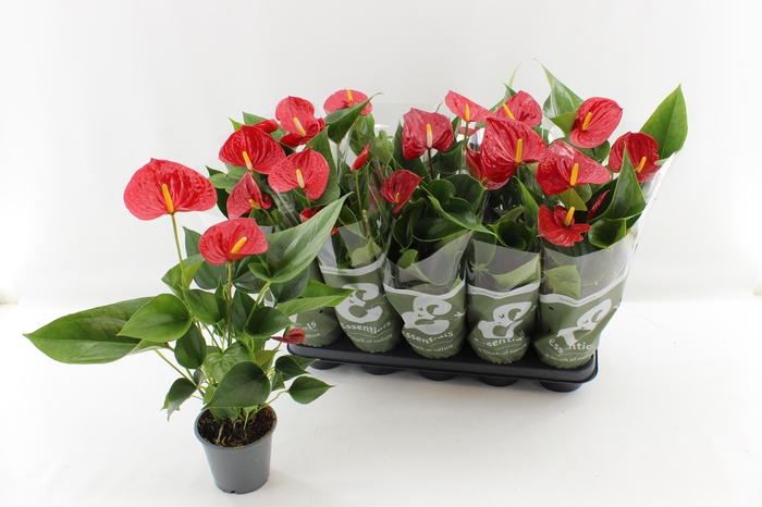 <h4>ANTHU AN SUCCESS RED</h4>