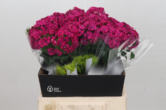 <h4>Dianthus Br Kiwi Fuchsia XXL</h4>