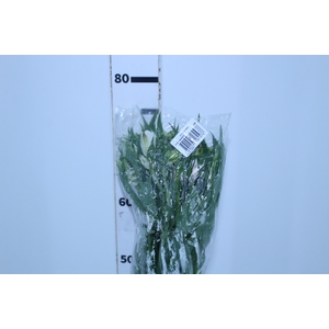 ALSTROEMERIA WHITNEY 080 CM
