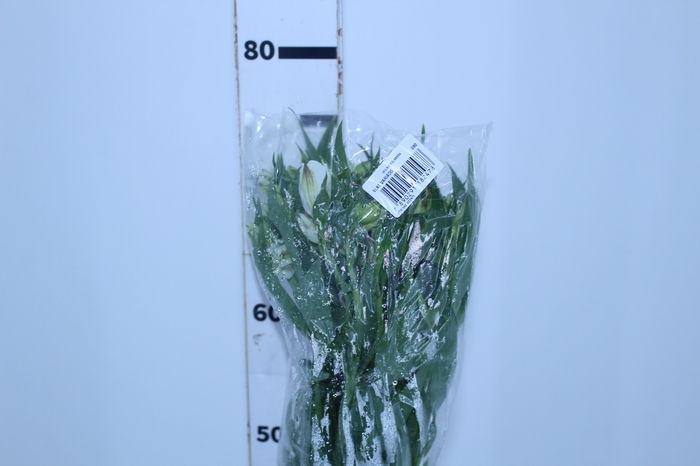 ALSTROEMERIA WHITNEY 080 CM
